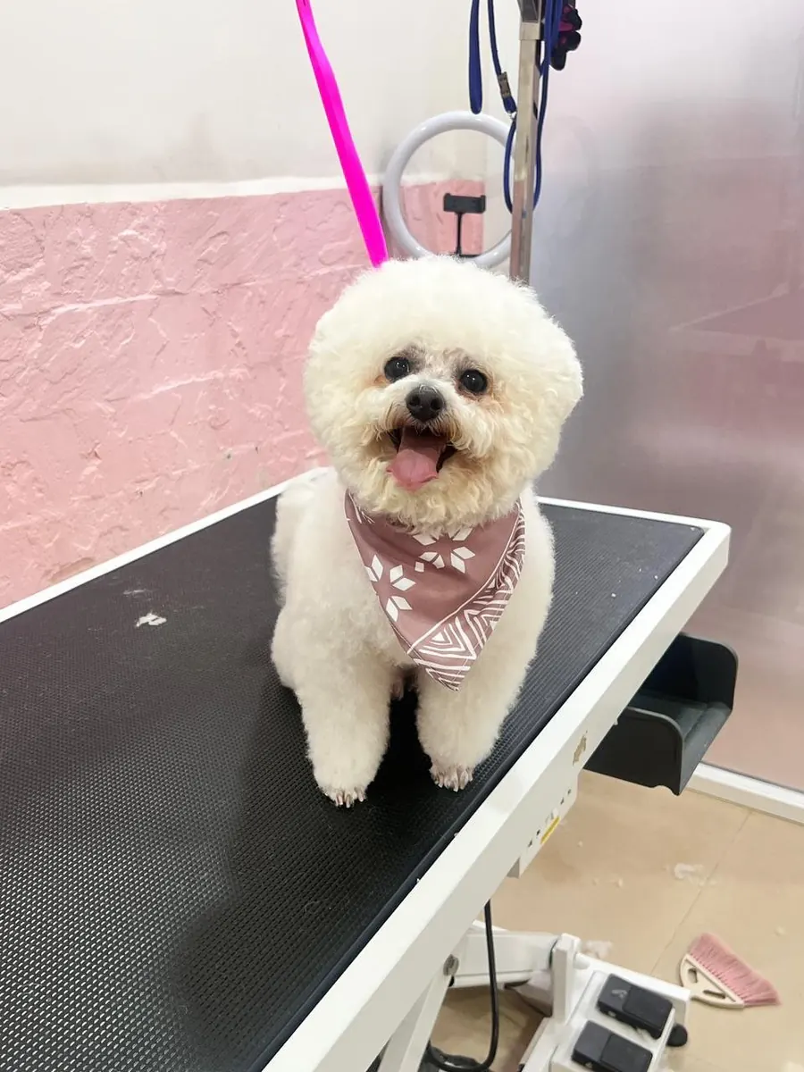 White Bichon with a pink bandana on the grooming table