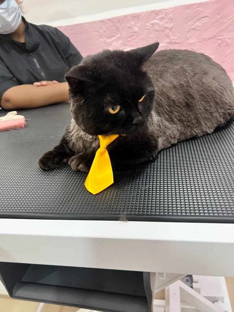 Black cat with a yellow tie