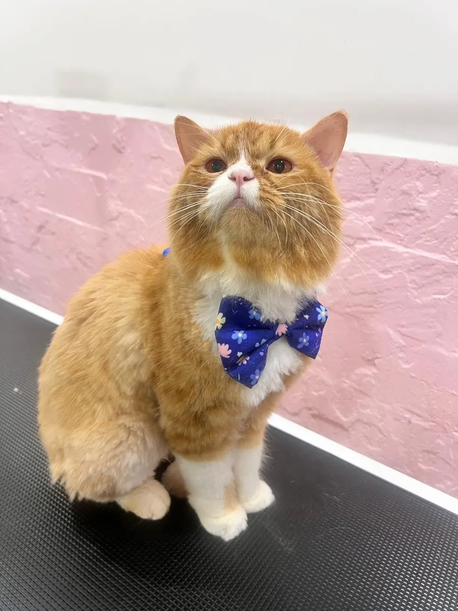 Ginger cat wearing a blue bow tie
