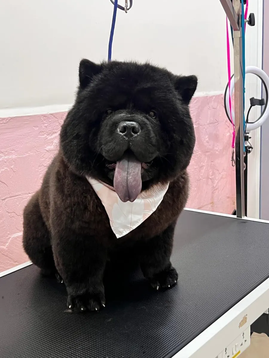 Black Chow Chow after a groom