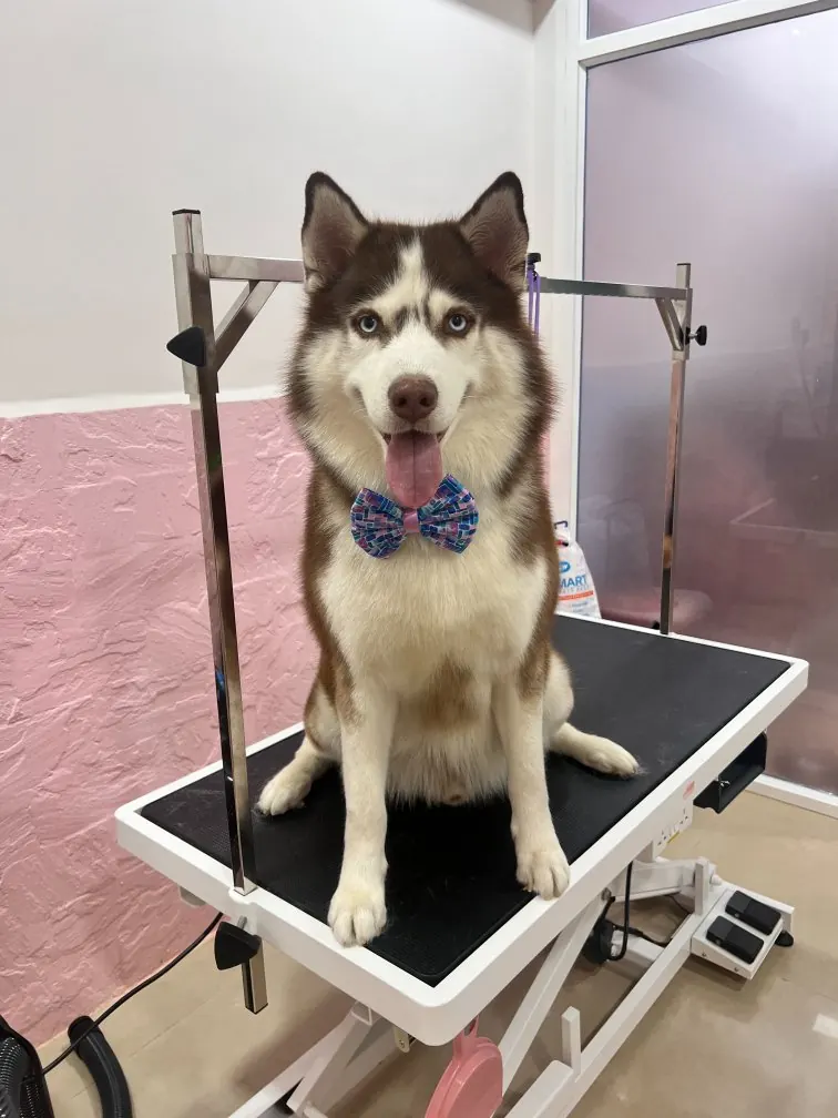 Husky with a bow tie on the grooming table