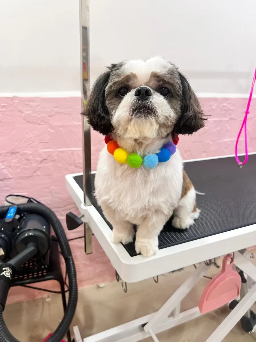Shih Tzu with a rainbow pom-pom collar
