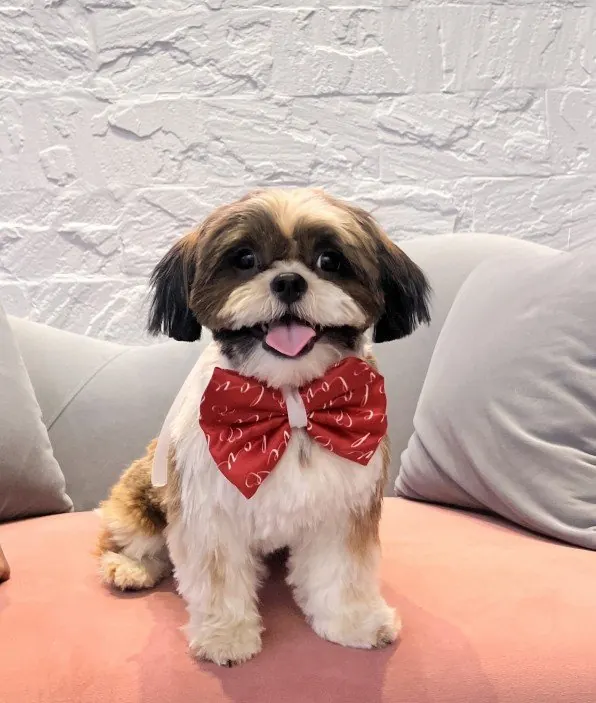 Shih Tzu in a red bow tie after grooming