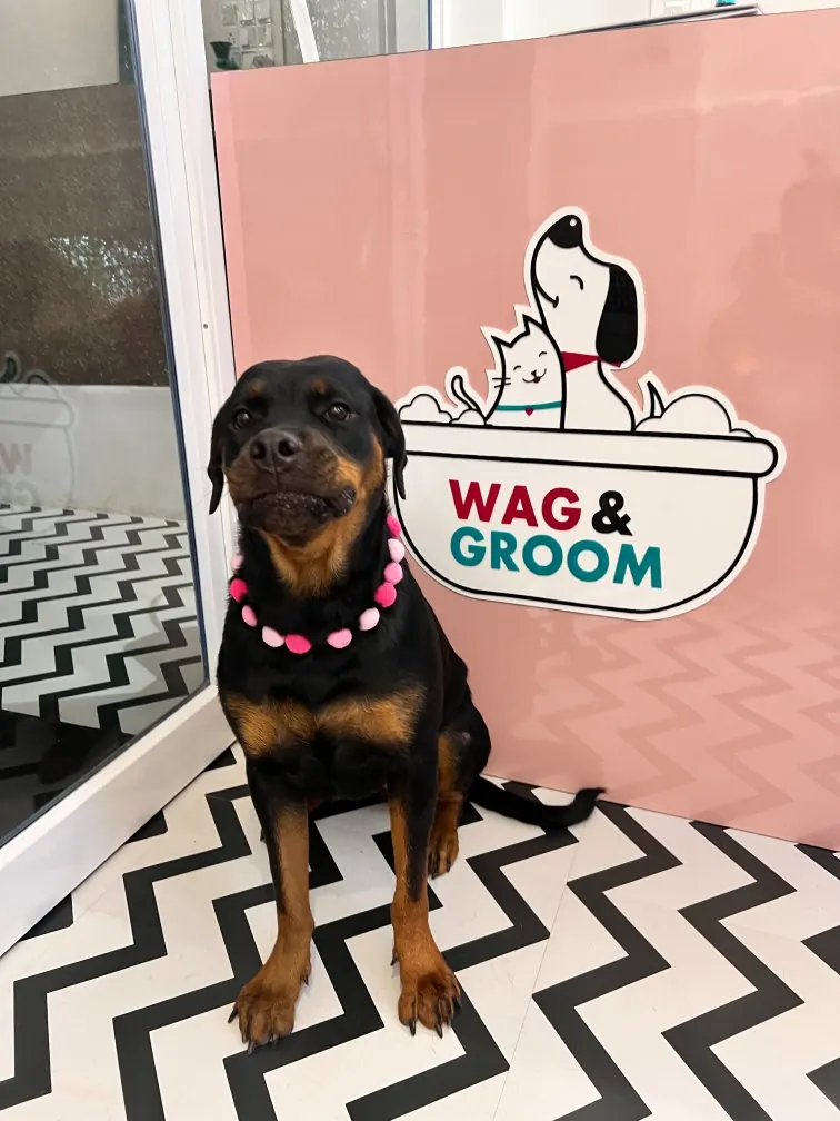 Rottweiler in front of the Wag & Groom logo