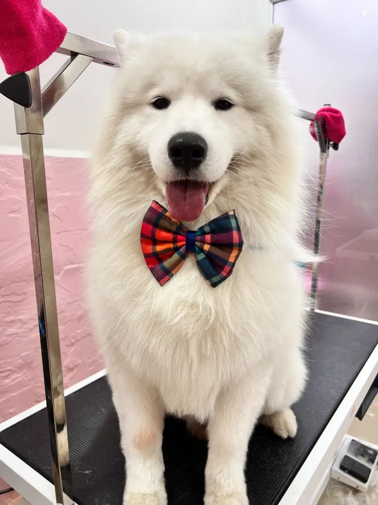 Fluffy white Samoyed in a plaid bow tie