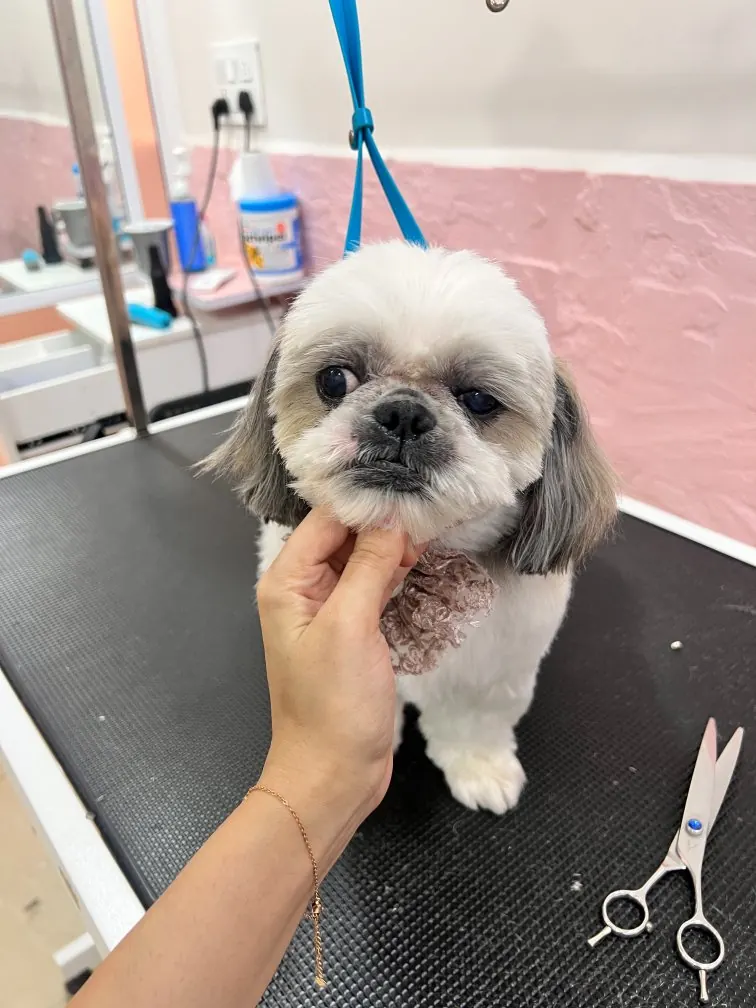 Face trim on a Shih Tzu with grooming scissors