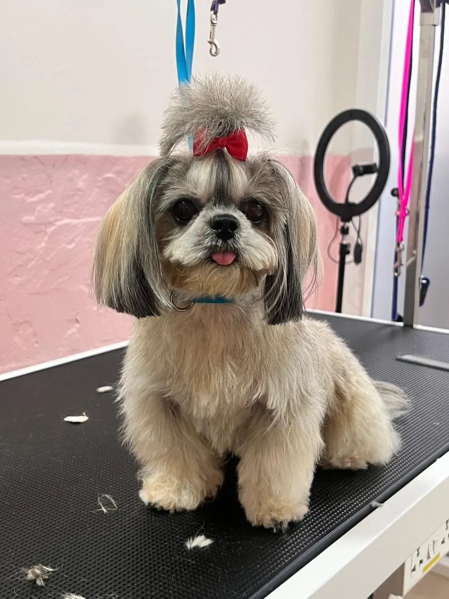 Shih Tzu with a red top-knot bow