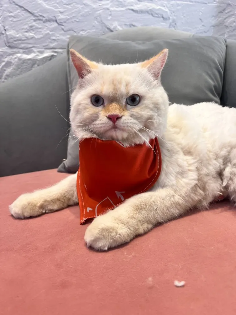 White long-haired cat with an orange bandana